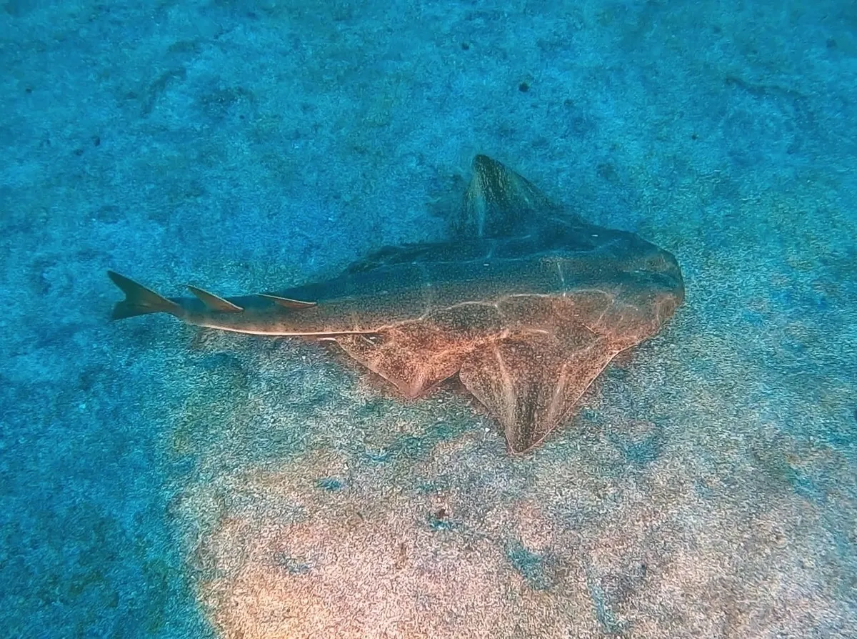 Angelshark