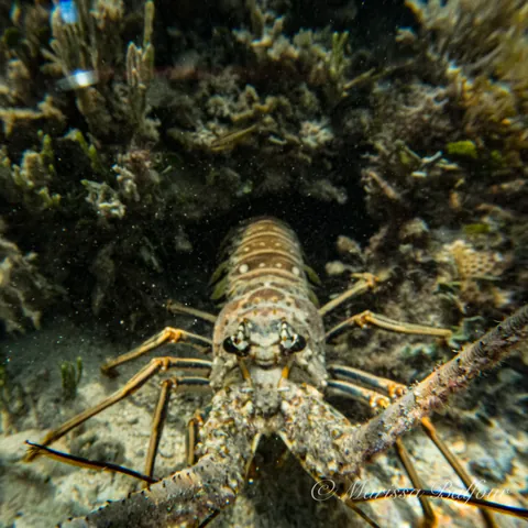 Caribbean spiny lobster