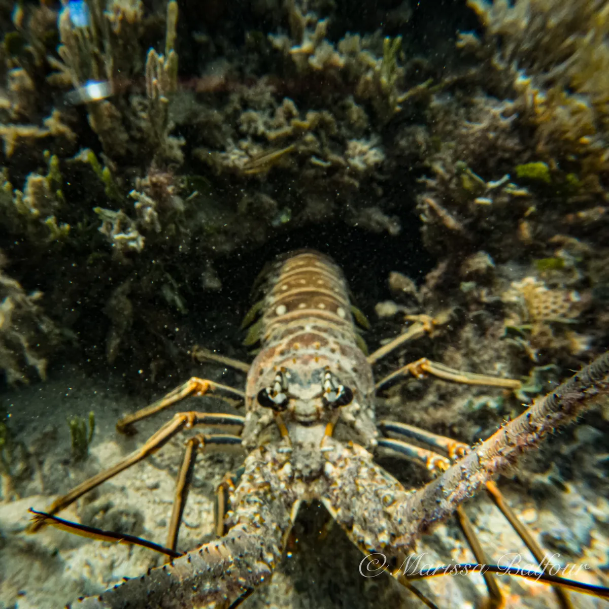 Caribbean spiny lobster
