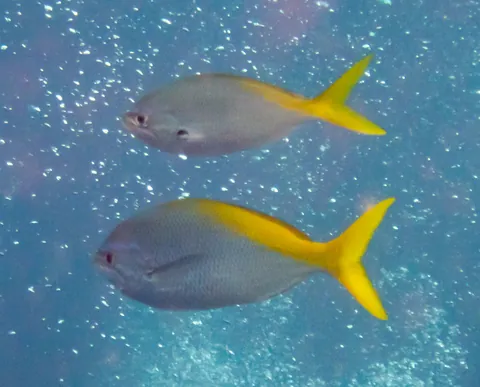 Redbelly yellowtail fusilier