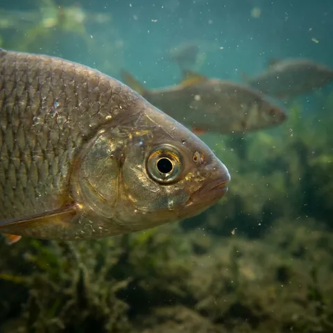 Common Rudd