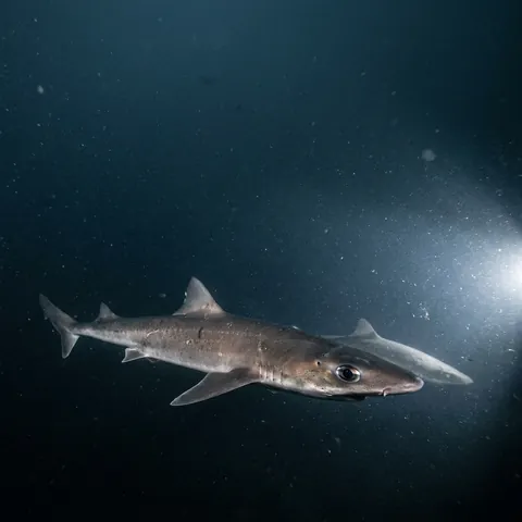 North Pacific Spiny Dogfish