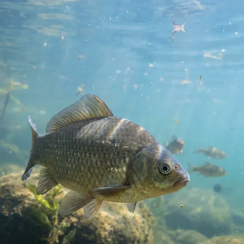 Prussian Carp