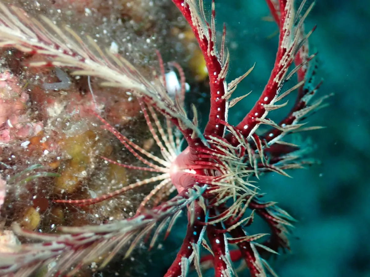 Mediterranean feather star