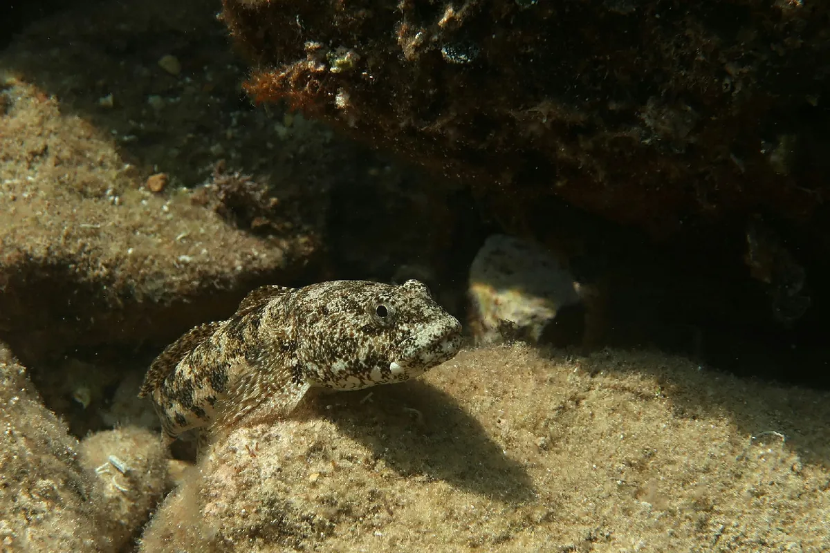 Giant Goby