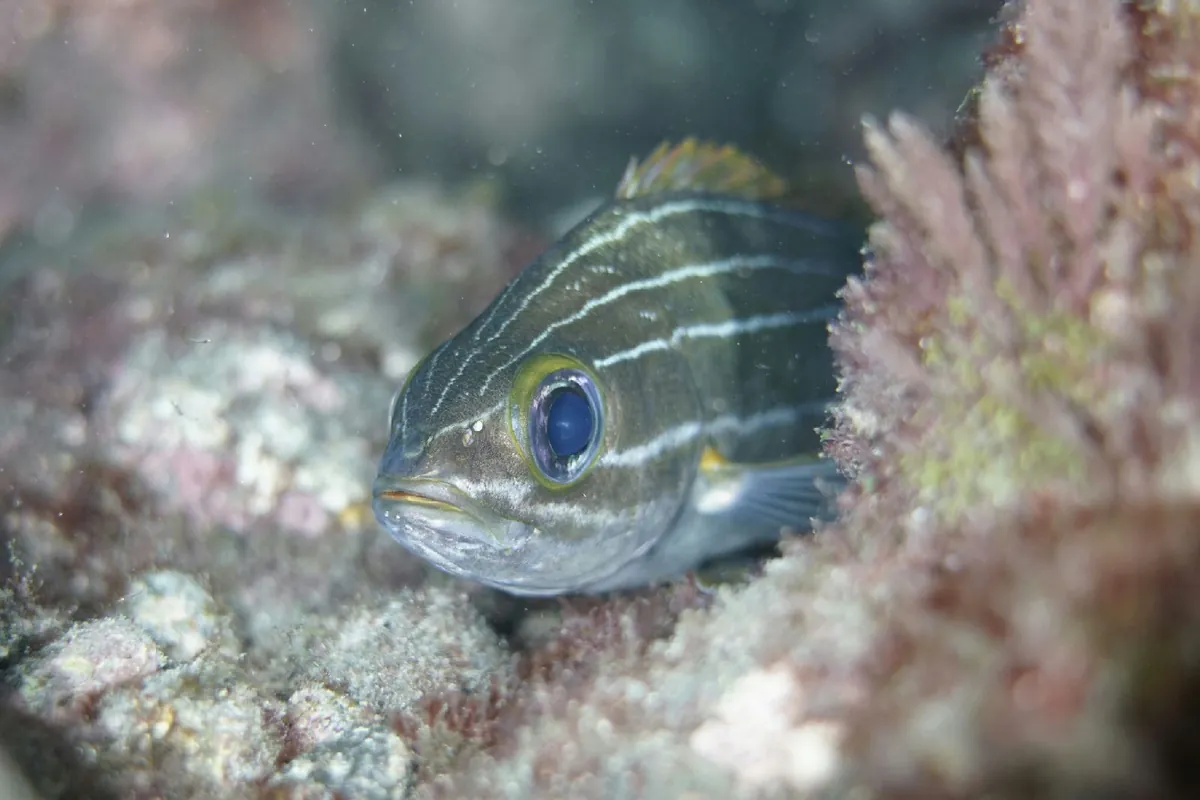 African Striped Grunt
