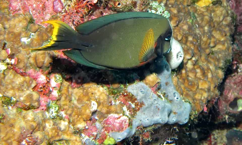 Chocolate surgeonfish