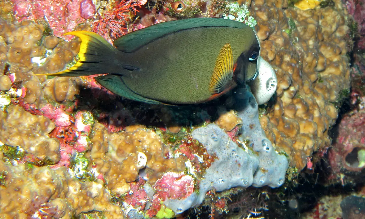 Chocolate surgeonfish
