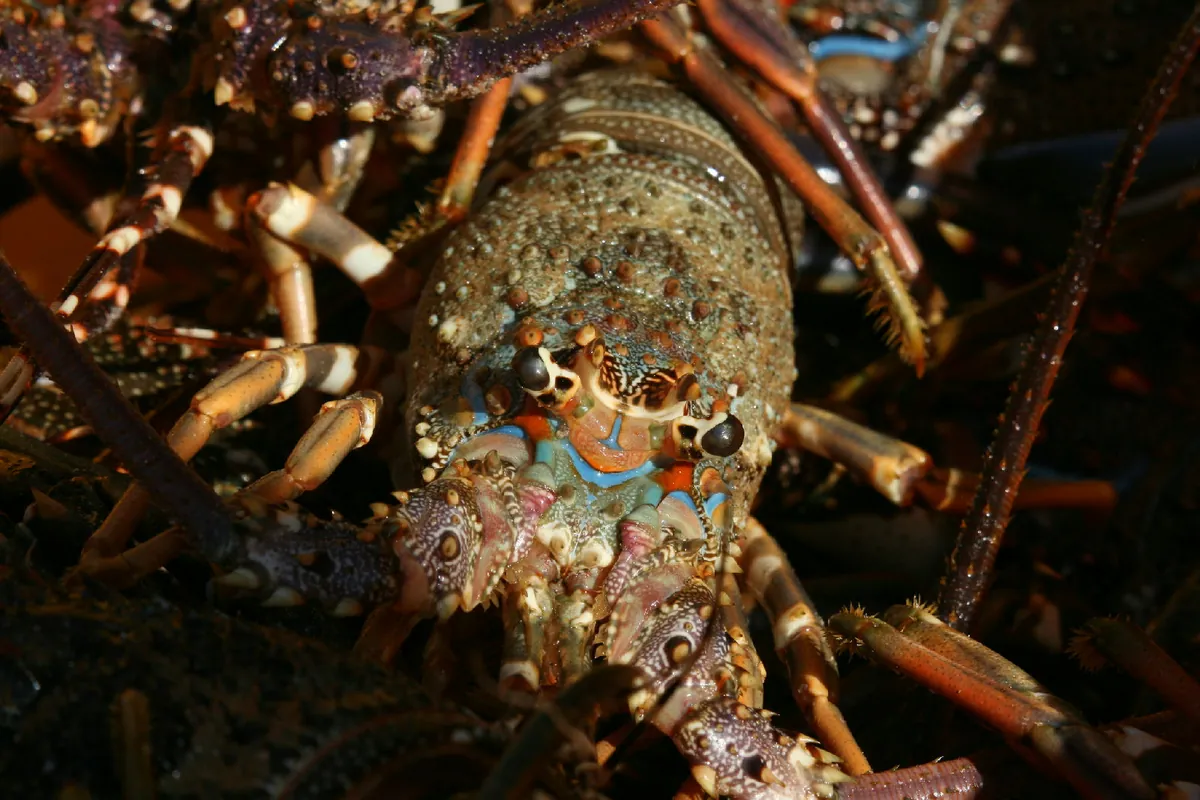 East Coast Rock Lobster