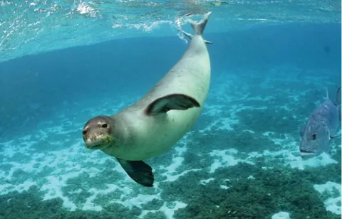 Hawaiian Monk Seal