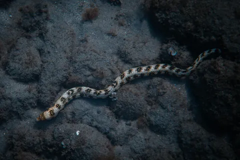 Snake eels