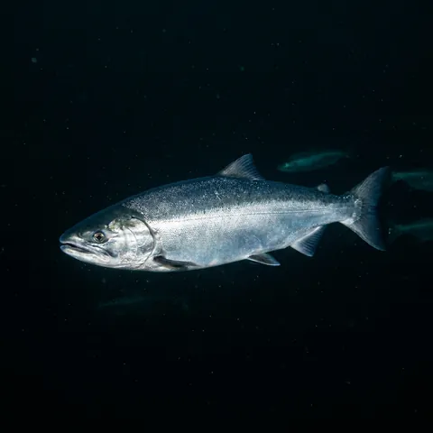 Coho Salmon