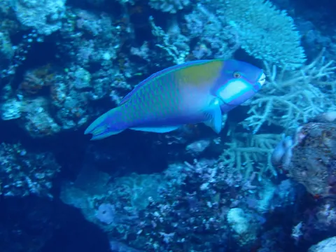 Bleeker's parrotfish