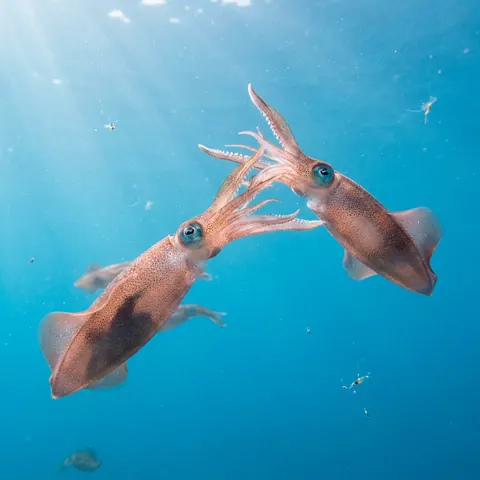 Atlantic brief squid