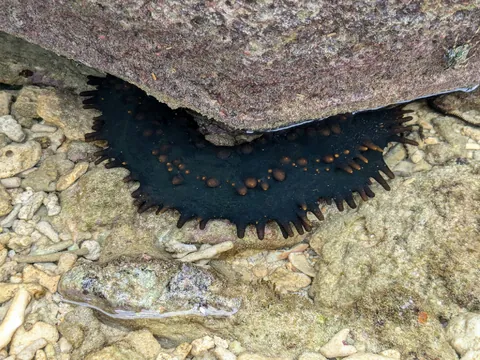 Greenfish Sea Cucumber