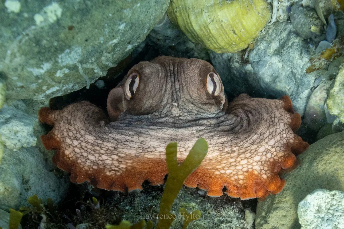 Common Sydney Octopus