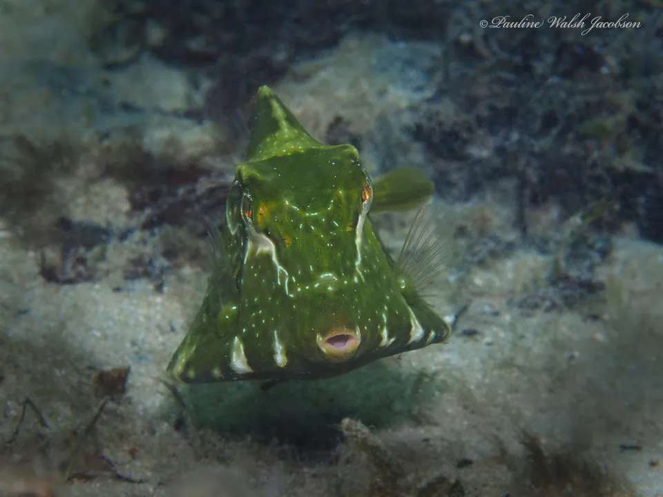 Buffalo Trunkfish