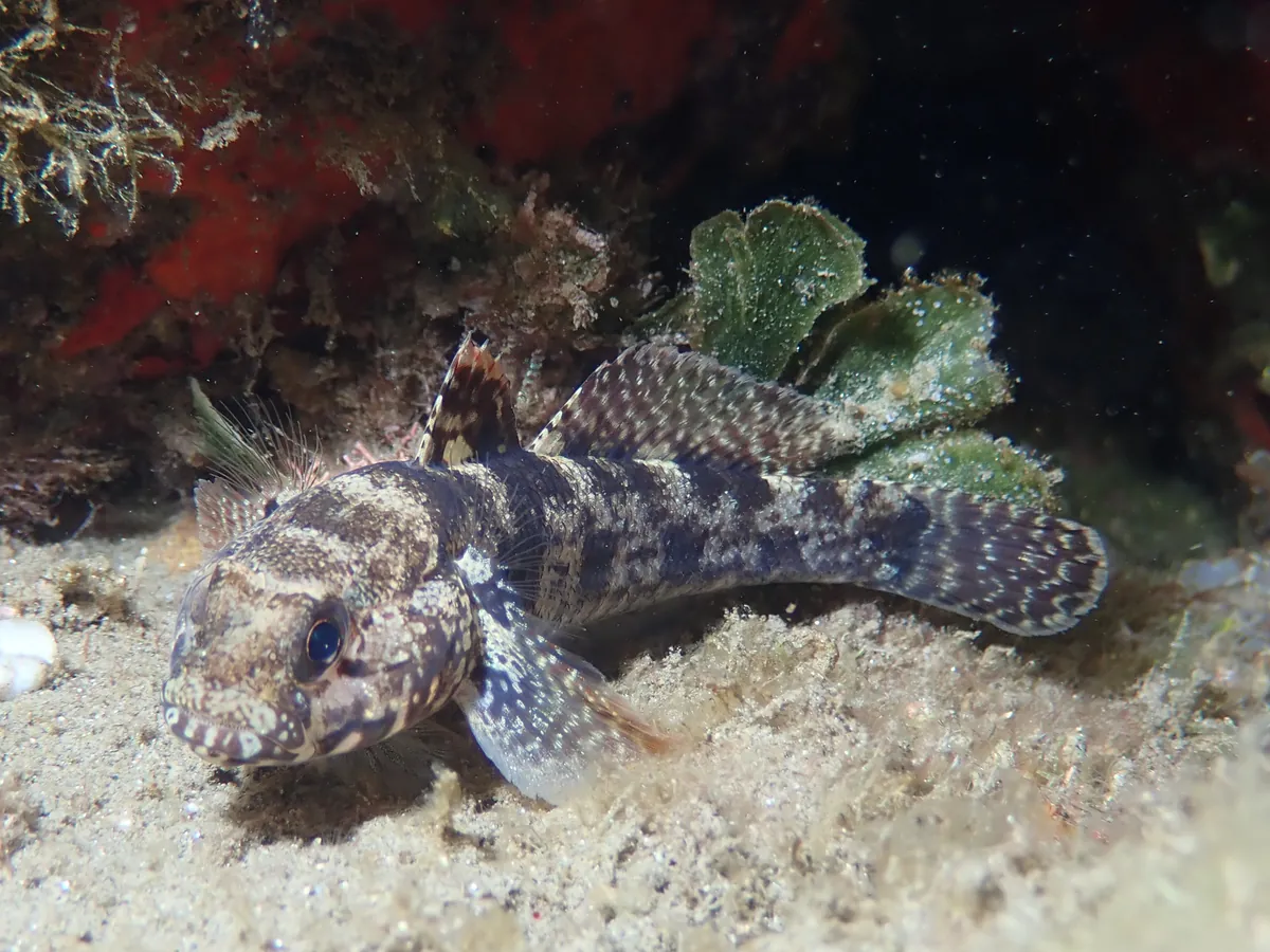 Rock Goby
