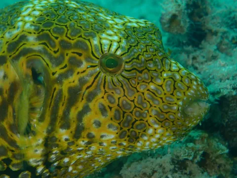 Map puffer