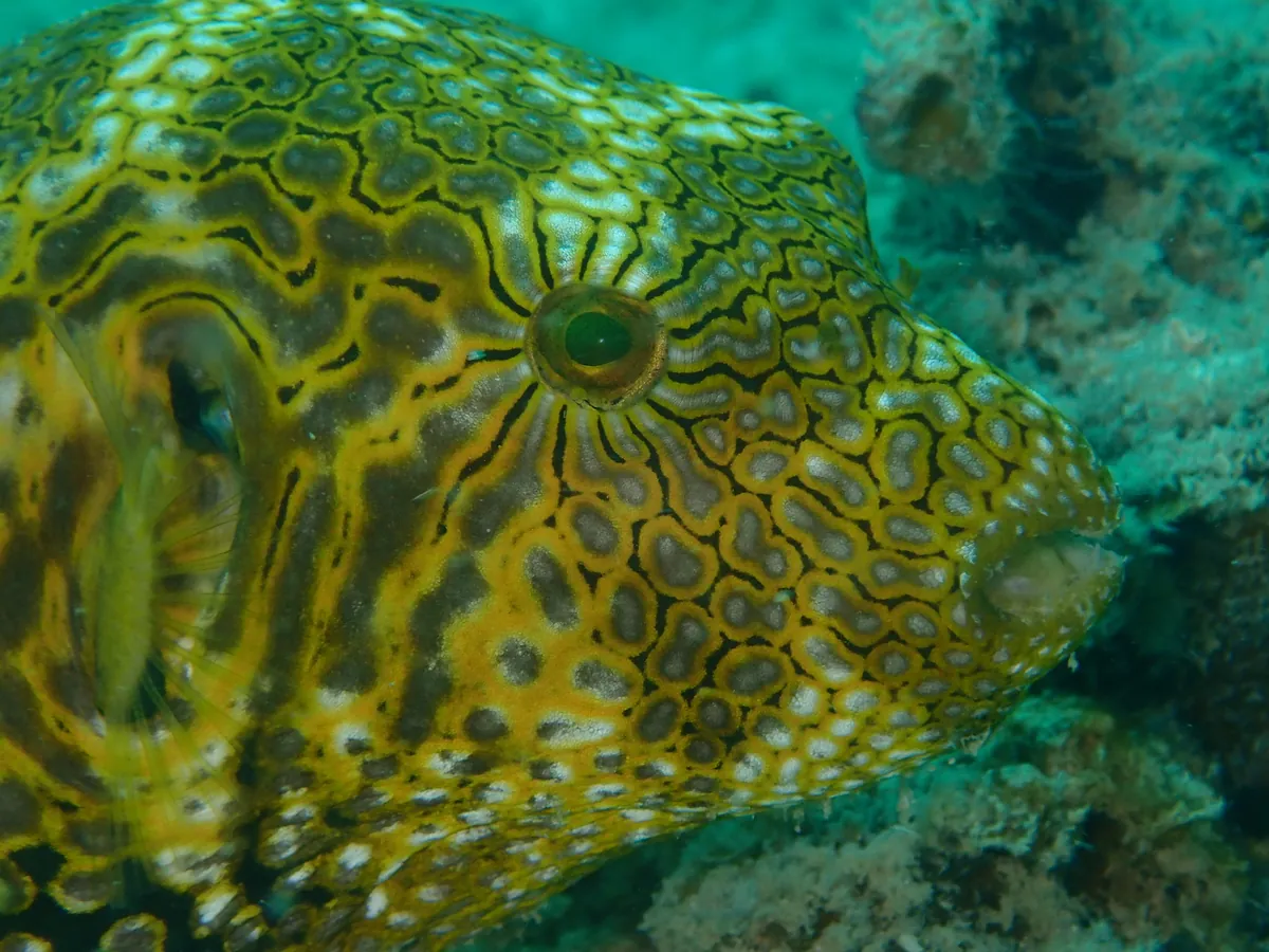 Map puffer