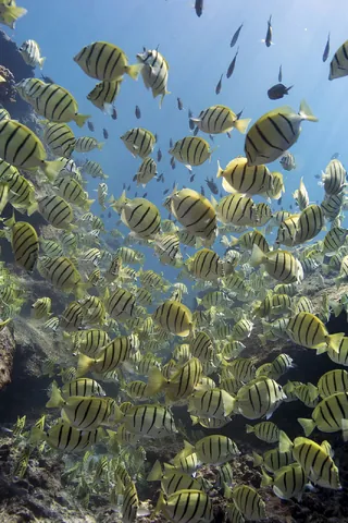 Convict Surgeonfish