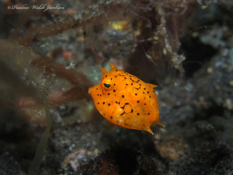 Thornback Cowfish