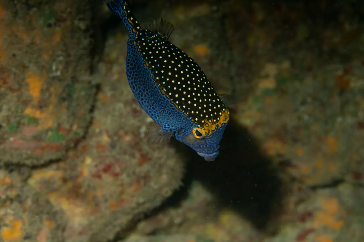 Whitespotted boxfish