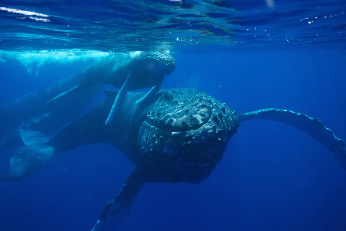 Whales