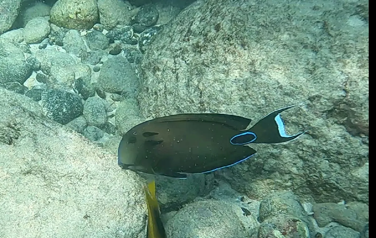 Lieutenant Surgeonfish