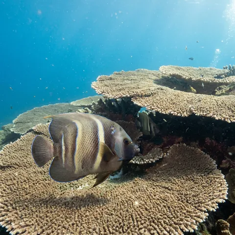 Cortez Angelfish