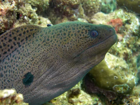 Giant moray