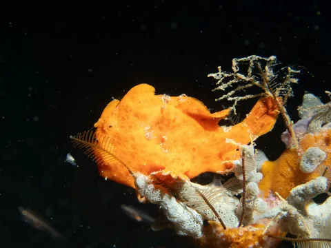 Painted frogfish