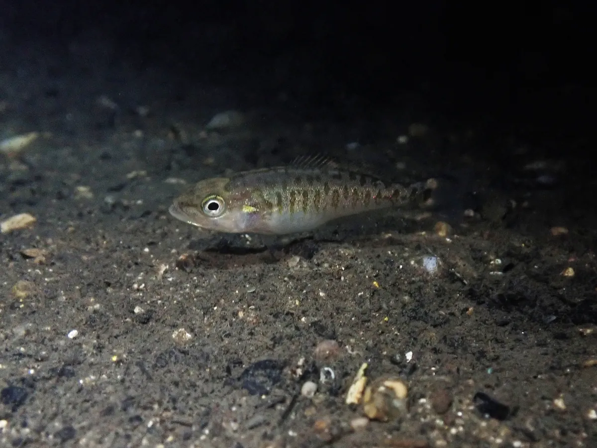 Smallmouth Bass