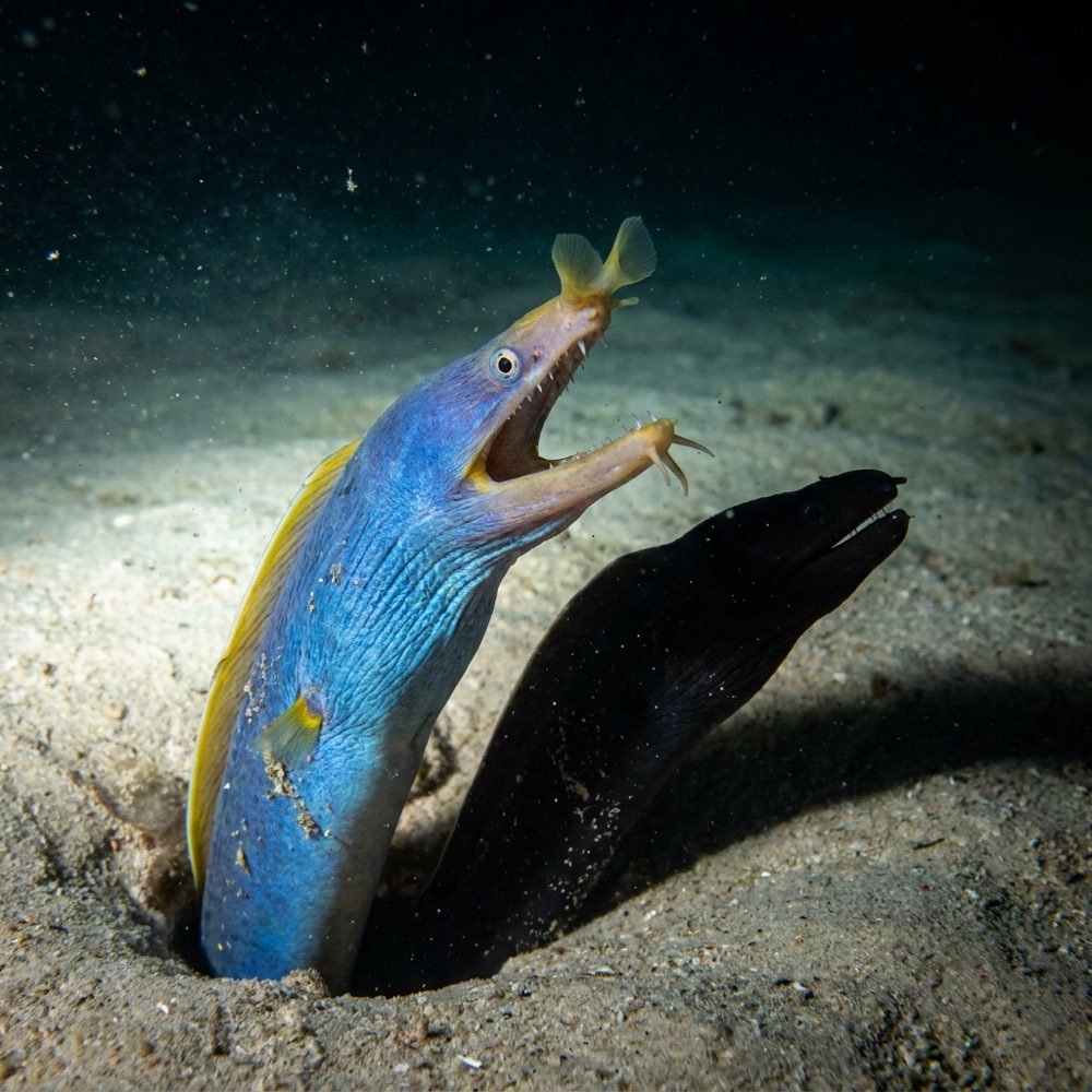Ribbon moray eel