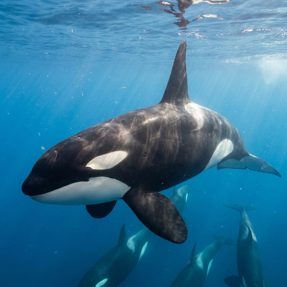 Killer whale (orca)