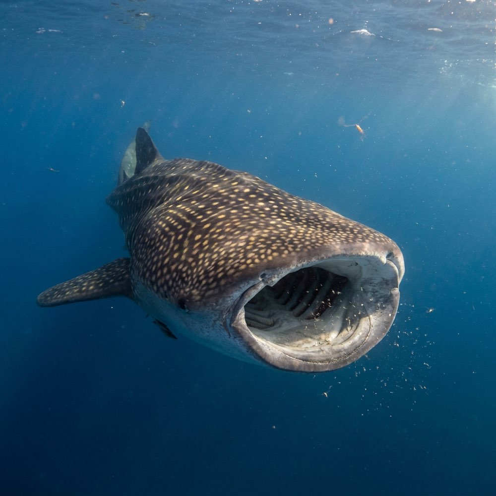 Whale shark