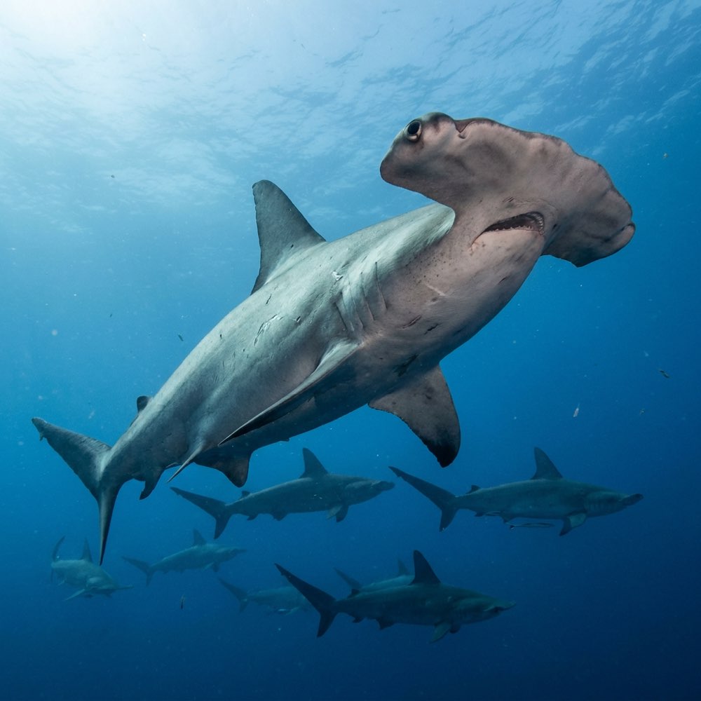 Scalloped hammerhead shark