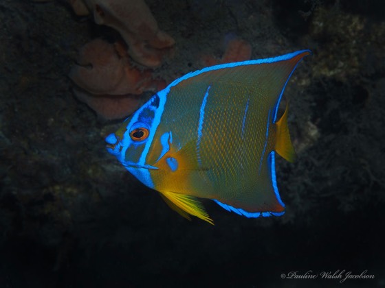 Angelfish