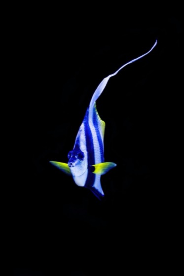Bannerfish