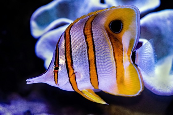Butterflyfish