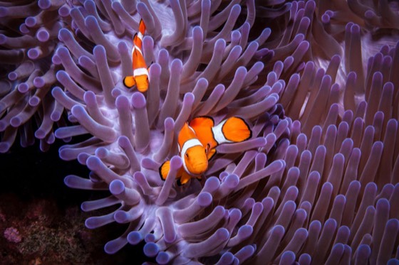 Clownfish