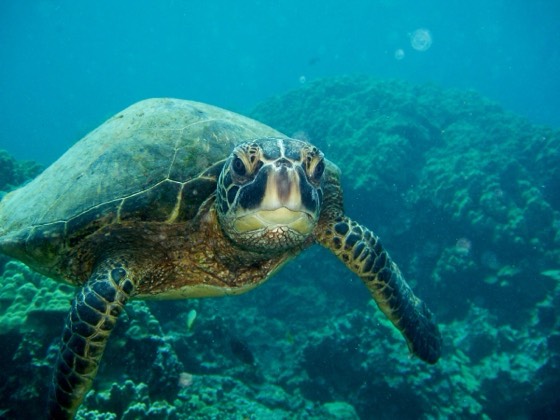Green Turtle