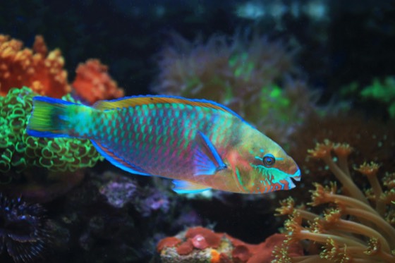 Parrotfish