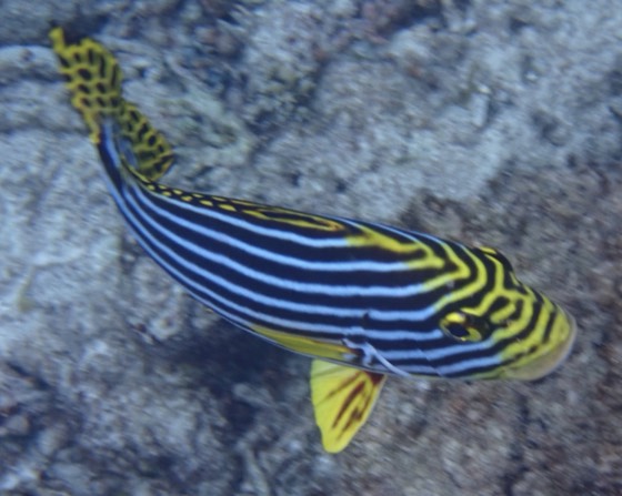 Sweetlips