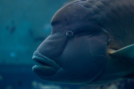 Wrasses
